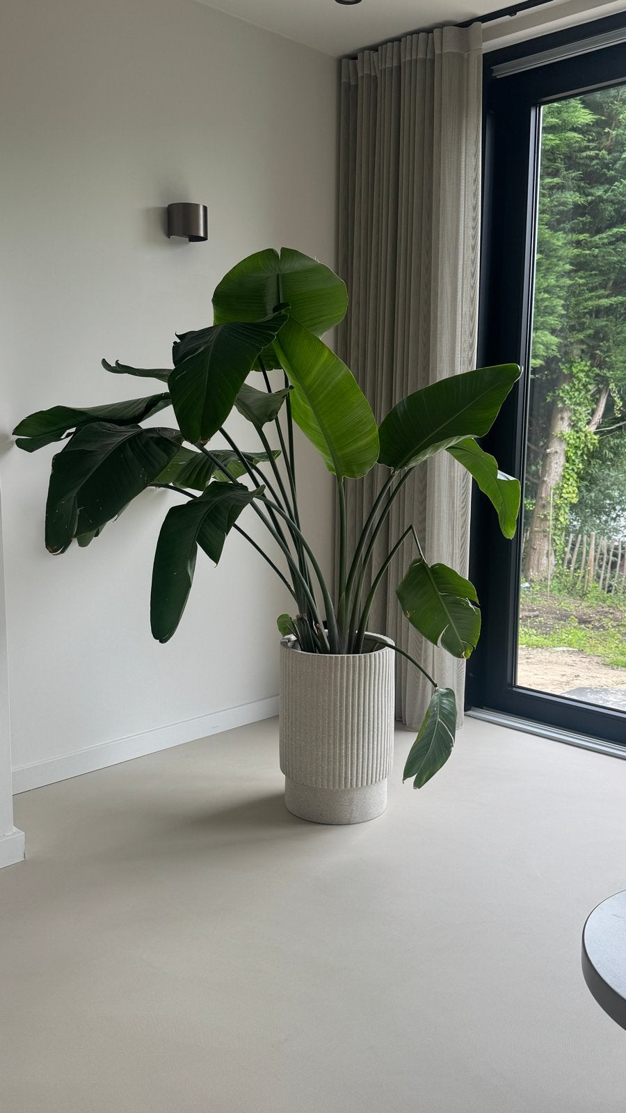 Prachtige Strelitzia plant (exclusief pot), Huis en Inrichting, Overige soorten, 150 tot 200 cm, Groene kamerplant, Halfschaduw