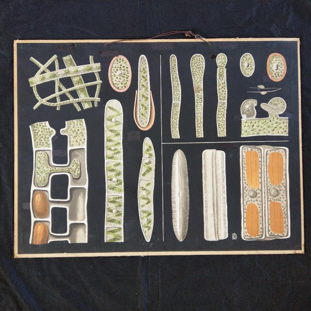 Schoolplaat Zoetwateralgen – Jung Koch Quentell 1902, Antiek en Kunst, Antiek | Schoolplaten, Ophalen of Verzenden, Natuur en Biologie