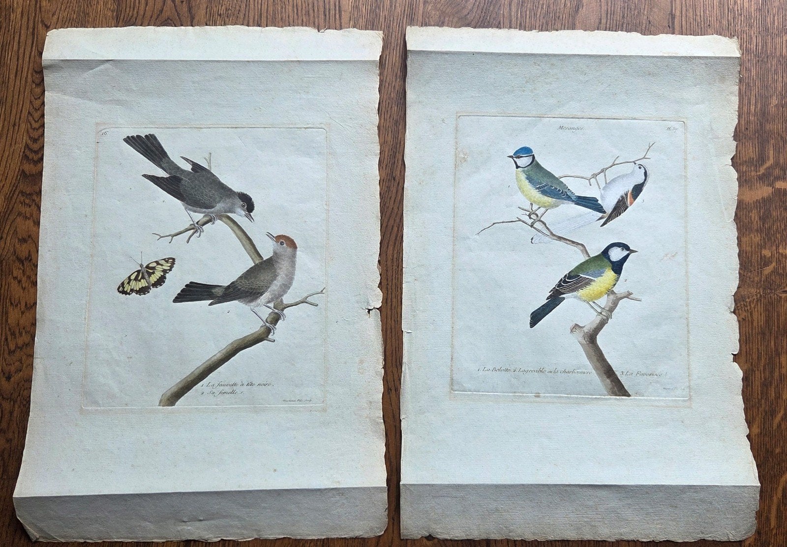 Originele 18e-eeuwse kopergravures Martinet vogels, Antiek en Kunst, Kunst | Etsen en Gravures, Ophalen