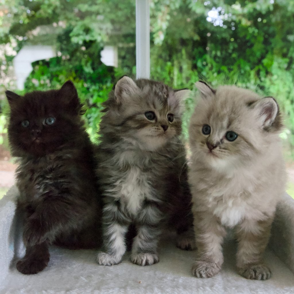 Langharige kittens, Meerdere dieren, Gechipt, 0 tot 2 jaar