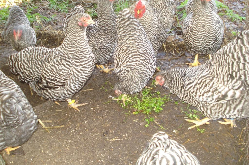 Wyandotte kippen KRIEL, Dieren en Toebehoren, Meerdere dieren, Kip