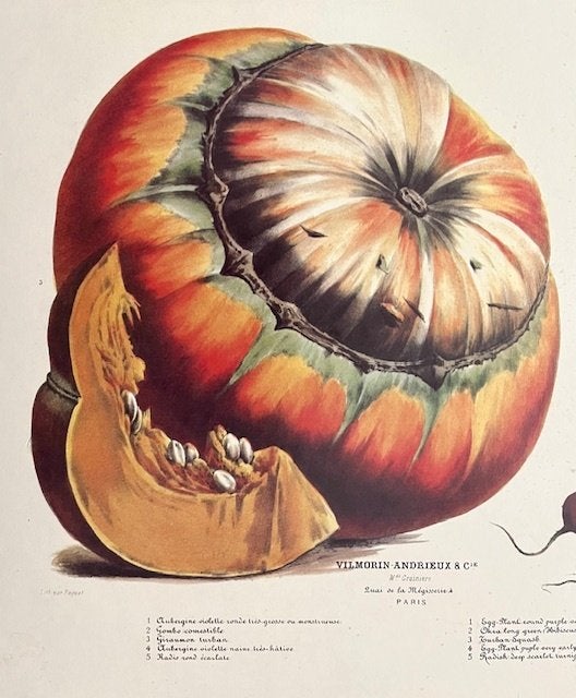 Poster bord met geschilderde plaat no 23-1871 Album Vilmorin, 38 cm, Papier/karton, Ophalen of Verzenden, Zo goed als nieuw