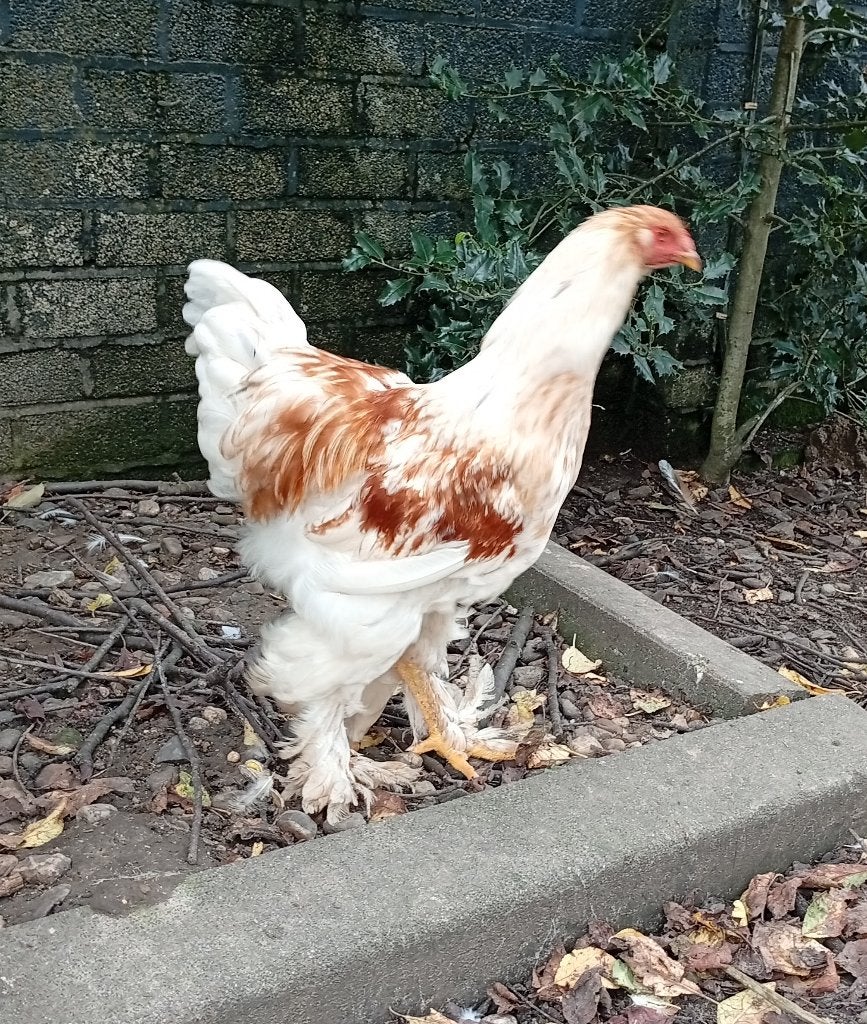 Brahma haan (groot), Dieren en Toebehoren, Mannelijk, Kip