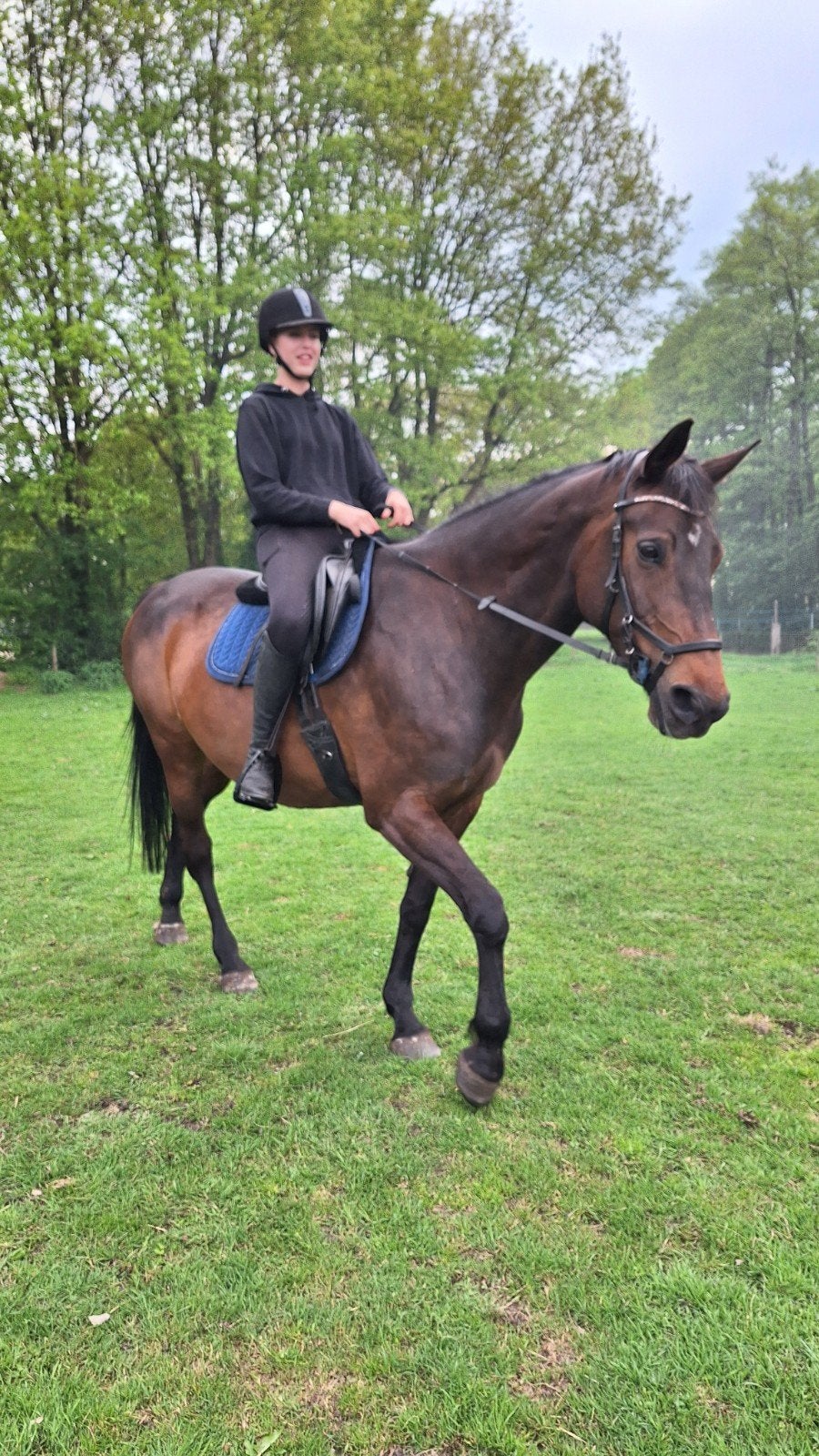 Mooie Numero Uno merrie, Dieren en Toebehoren, Paarden, Merrie, 11 jaar of ouder, Met stamboom, B