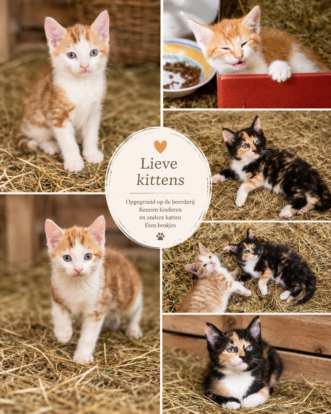 Rood kitten poesje en lapjes kittens aangeboden, Meerdere dieren, Kortharig, 0 tot 2 jaar