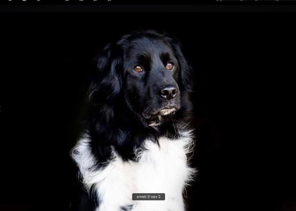 Friese stabij Dekreu, Parvo, Reu, 1 tot 2 jaar, Eén hond