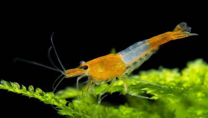 Orange Rilli Sakura High grade garnalen, Kreeft, Krab of Garnaal, Zoetwatervis, Schoolvis