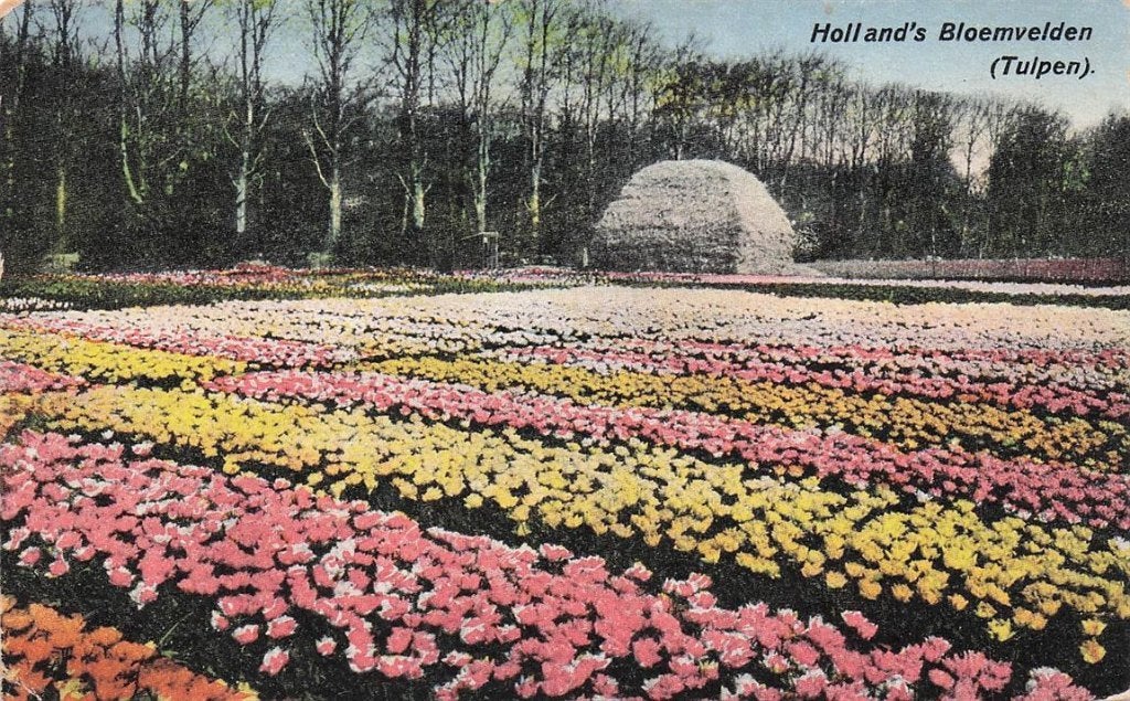 703-348-037 Hollandsche Bloemenvelden, Ophalen of Verzenden, Voor 1920, Noord-Holland