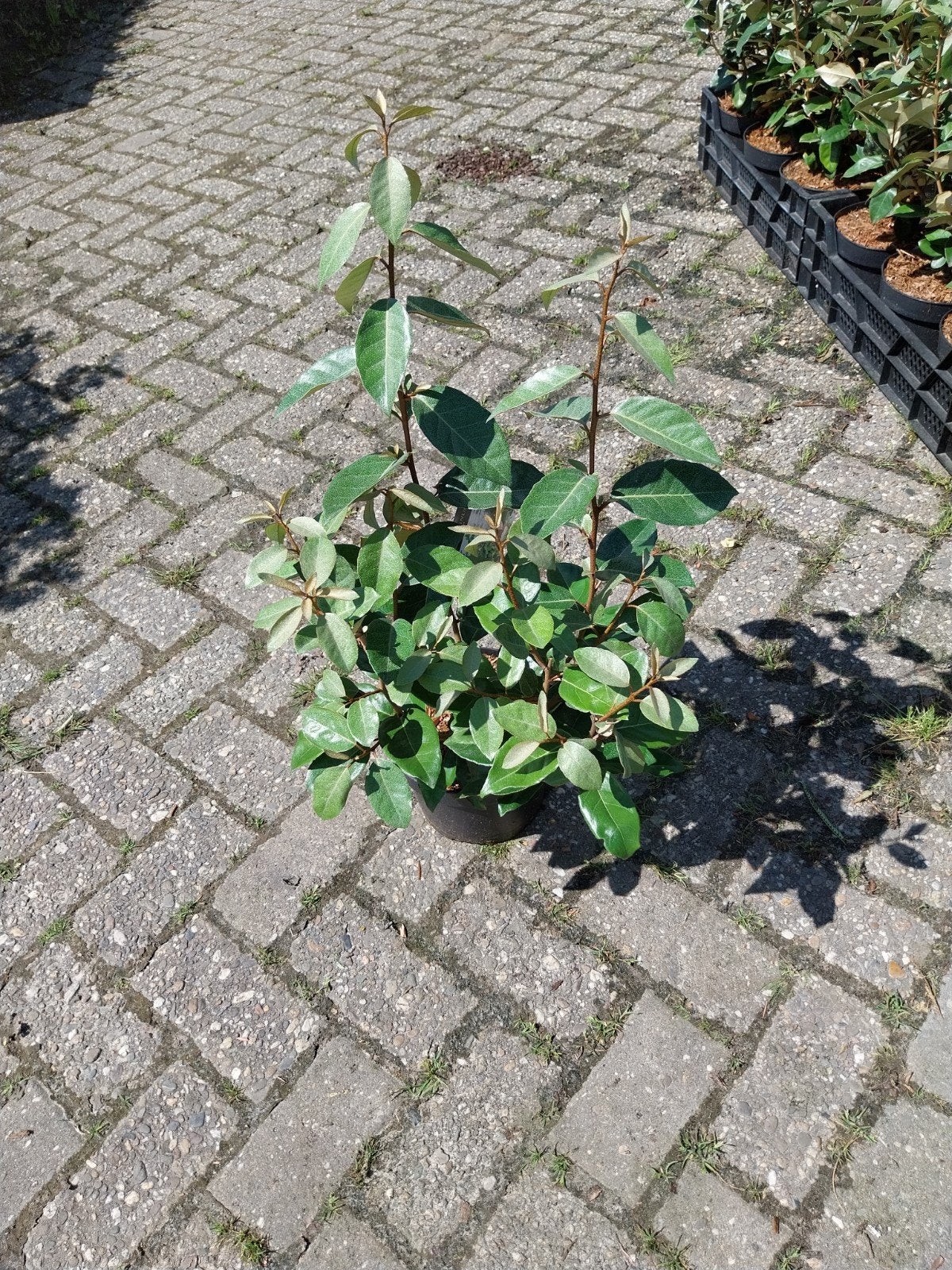 Elaeagnus Ebbingei - Groenblijvende Olijfwilg, Volle zon, Vaste plant, Herfst, Ophalen