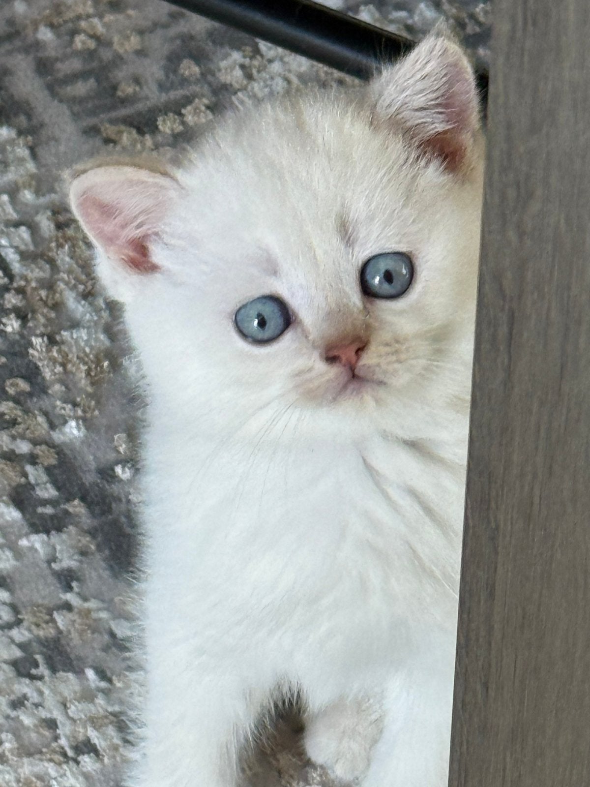 Britse korthaar Bleupoint kitten, Dieren en Toebehoren, Katten en Kittens | Overige Katten, Kortharig, Geslacht onbekend