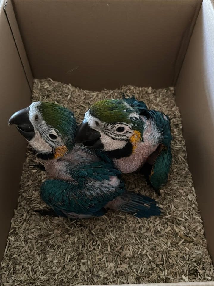 Blauwegele ara, Mannelijk, Papegaai, Geringd