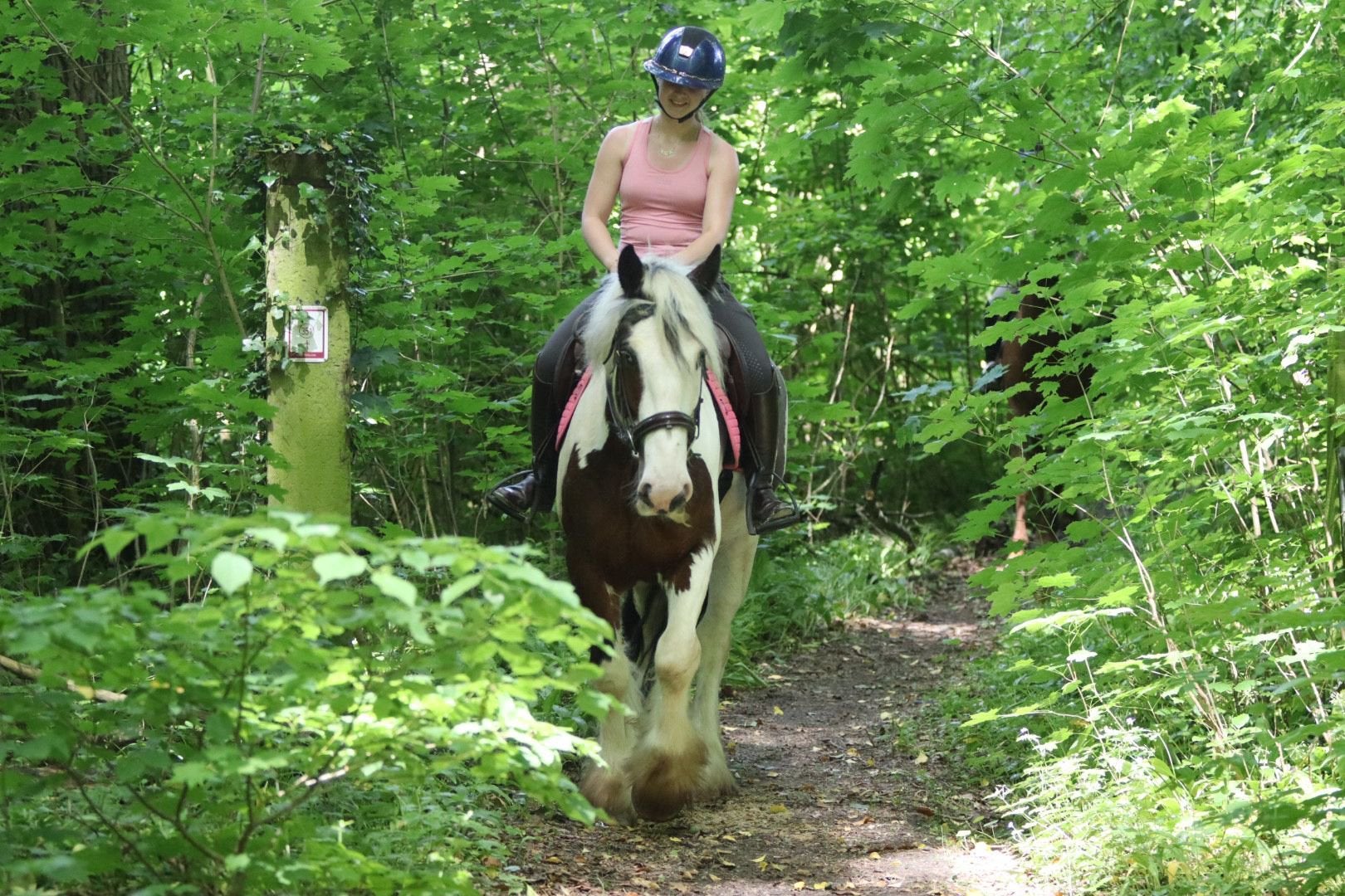 Grote knappe Irish Cob ruin, E pony (1.48m - 1.57m), Ruin, Zadelmak, 3 tot 6 jaar