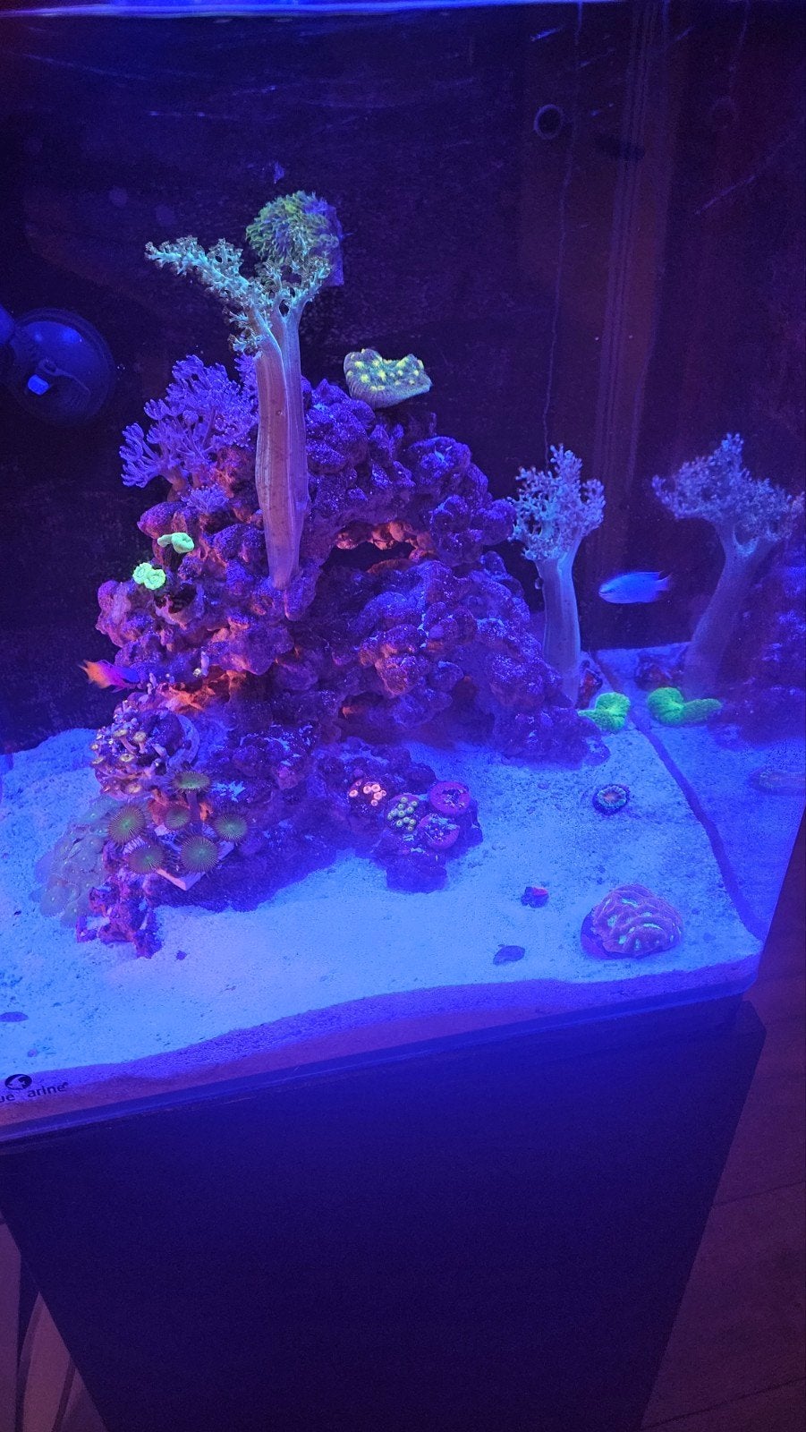 blue marine 60 zeeaquarium zeer compleet, Dieren en Toebehoren, Ophalen of Verzenden, Gevuld zeewateraquarium