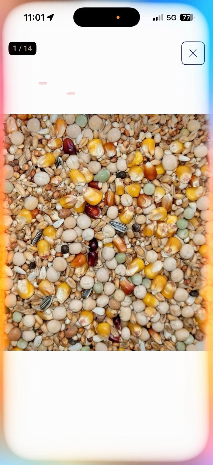Paloma D63 kweek vlieg €14.95, Meerdere dieren, Postduif
