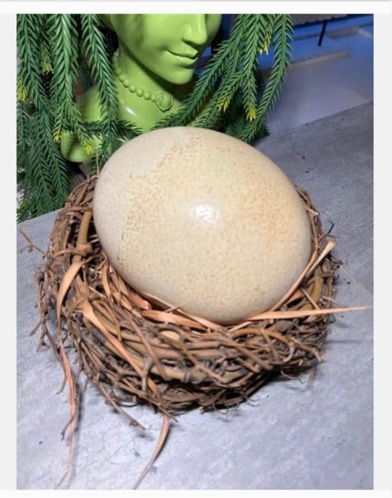 Groot Vogelnest met Struisvogelei - Decoratief, Verzamelen, Dierenverzamelingen, Ophalen of Verzenden, Nieuw, Overige soorten