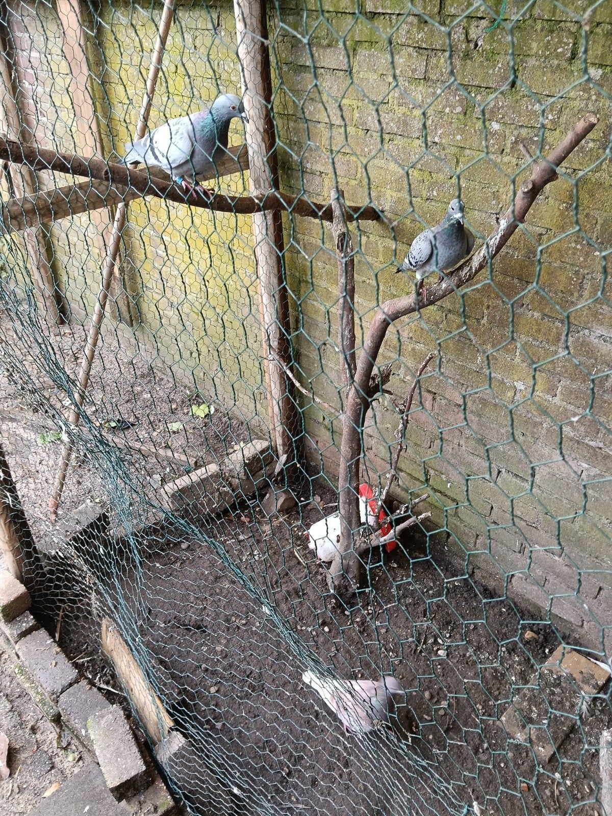 3 duiven gratis ophalen, Meerdere dieren, Overige soorten
