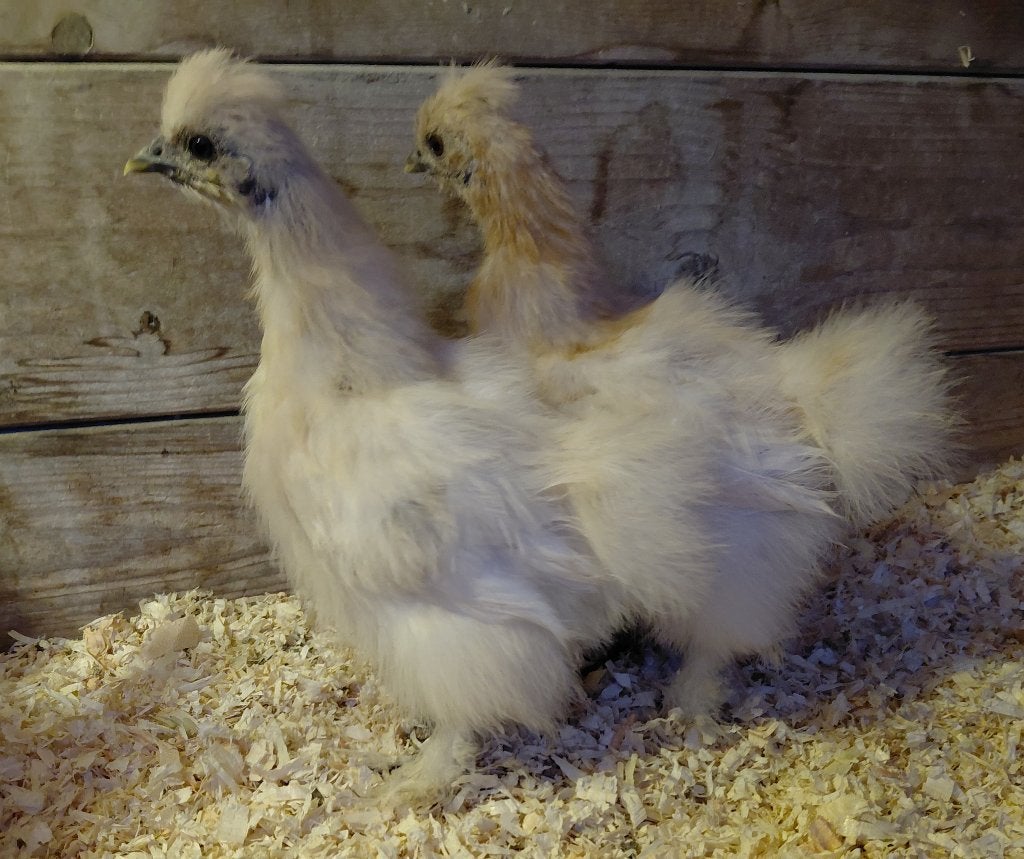 Koppel zijdehoenders, Meerdere dieren, Kip