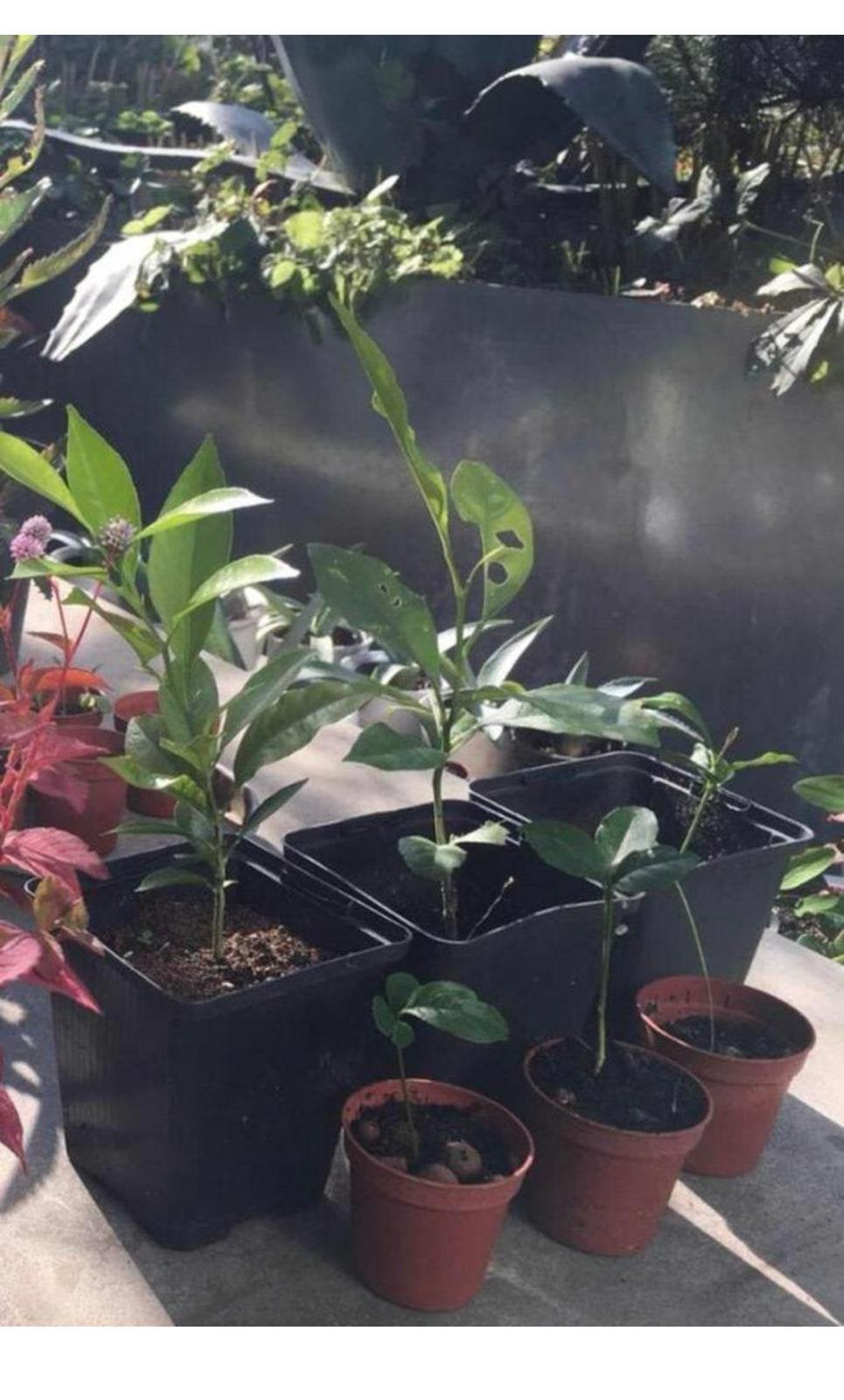Biologische citroen en mandarijn plantjes zaailingen, Ophalen, Volle zon, Vaste plant, Zomer