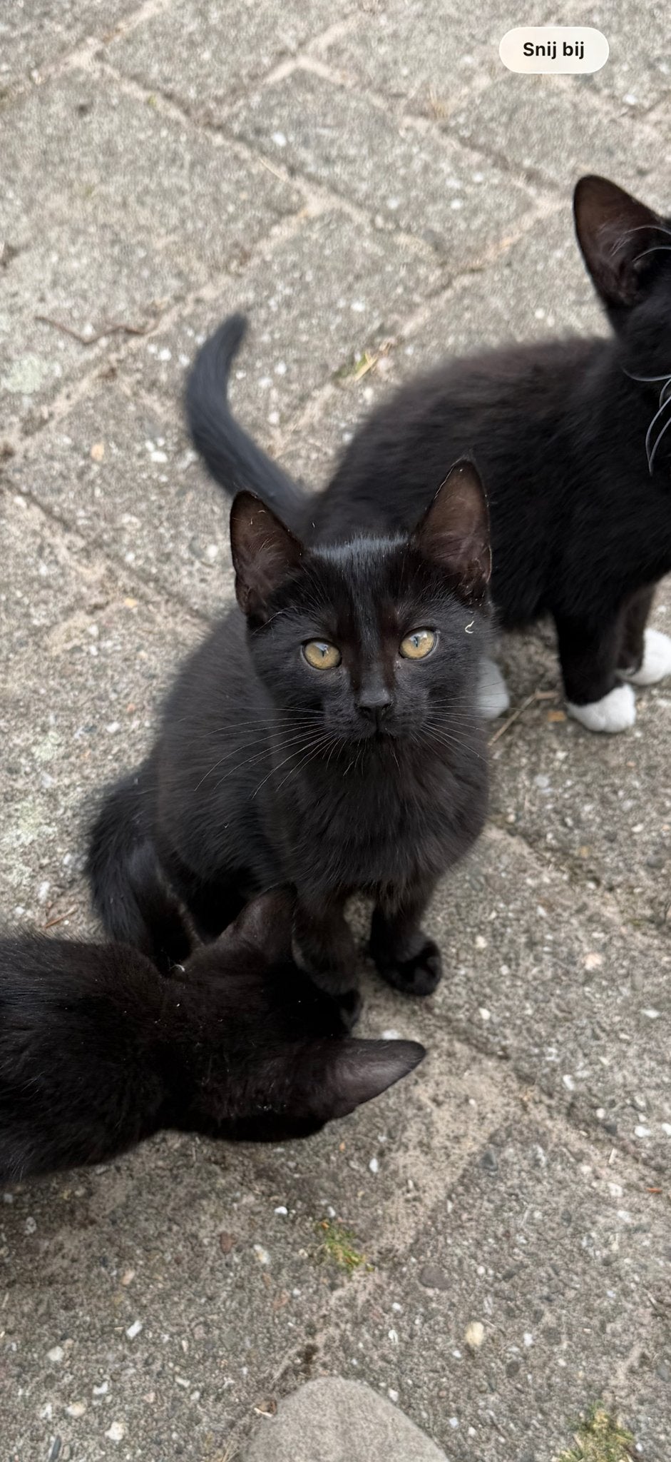 Nog een zwart kitten beschikbaar!, Poes, Kortharig, 0 tot 2 jaar