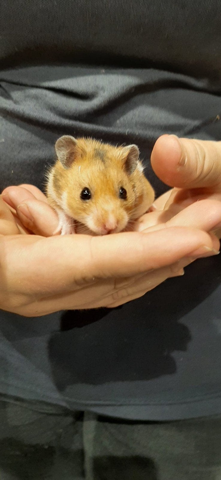 Syriche hamsters super lief en super tam., Dieren en Toebehoren, Hamster, April, Meerdere dieren, Tam