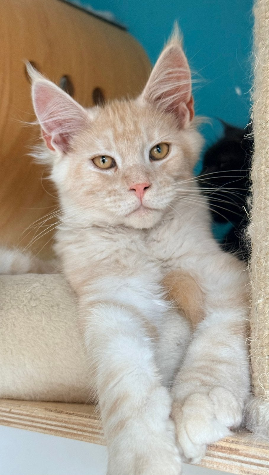 Maine Coon Kitten met Stamboom, Dieren en Toebehoren, Meerdere dieren, Met stamboom, 0 tot 2 jaar