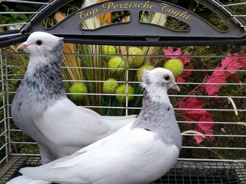 uiven Perzische Iraanse Hoogvlieger Toghi Soror Zarin Almasi, Meerdere dieren, Tuimelaar of Roller