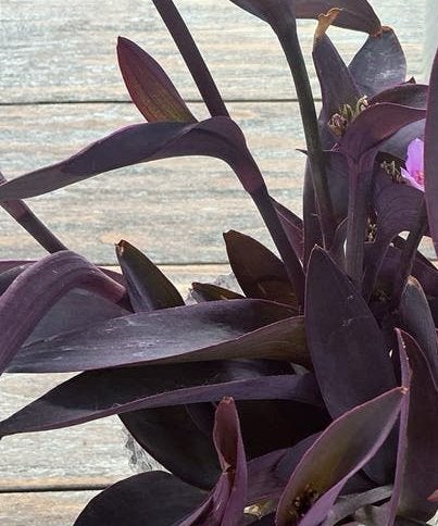 Tradescantia 💜PURPLE HART🌱stekken!, Tuin en Terras, Vaste plant, Halfschaduw, Zomer, Ophalen