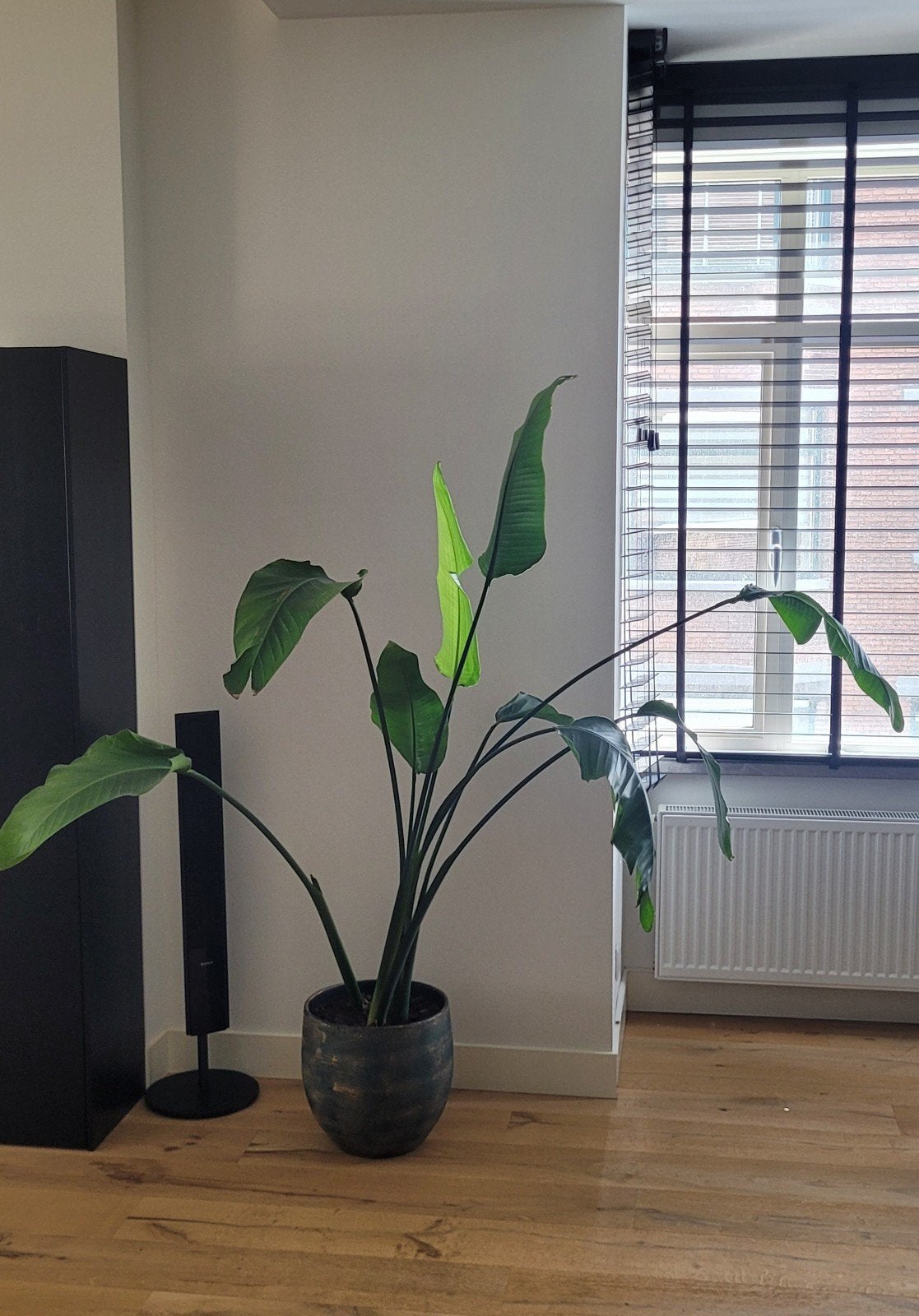 Grote Strelitzia Nicolai (paradijsvogelplant) incl. pot, Ophalen, Overige soorten, Halfschaduw, In pot