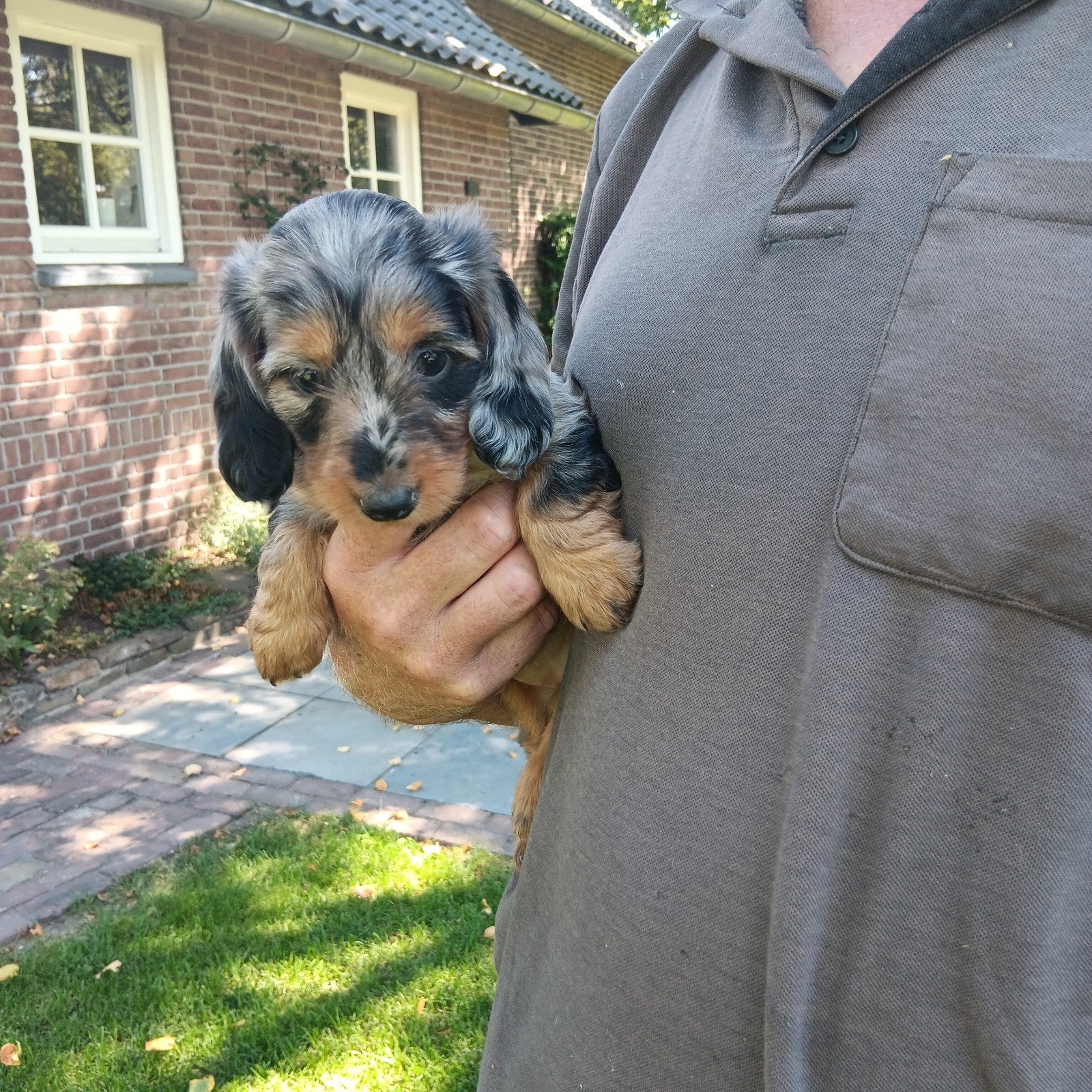 Superlieve dwergteckel puppy's, Parvo, 8 tot 15 weken, Dwerg, Langhaar