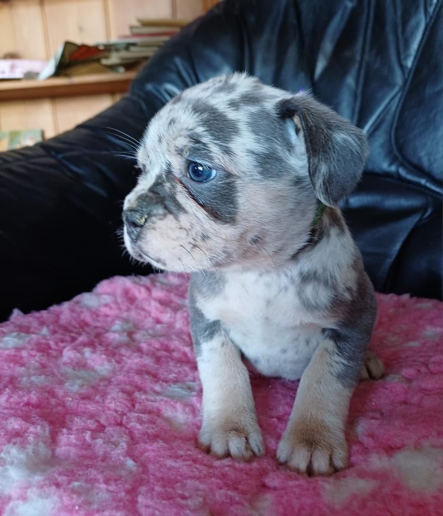 Onze Retro Franse bul heeft puppys geb 15-2-2026., Dieren en Toebehoren, Parvo, 8 tot 15 weken, Meerdere, Meerdere dieren