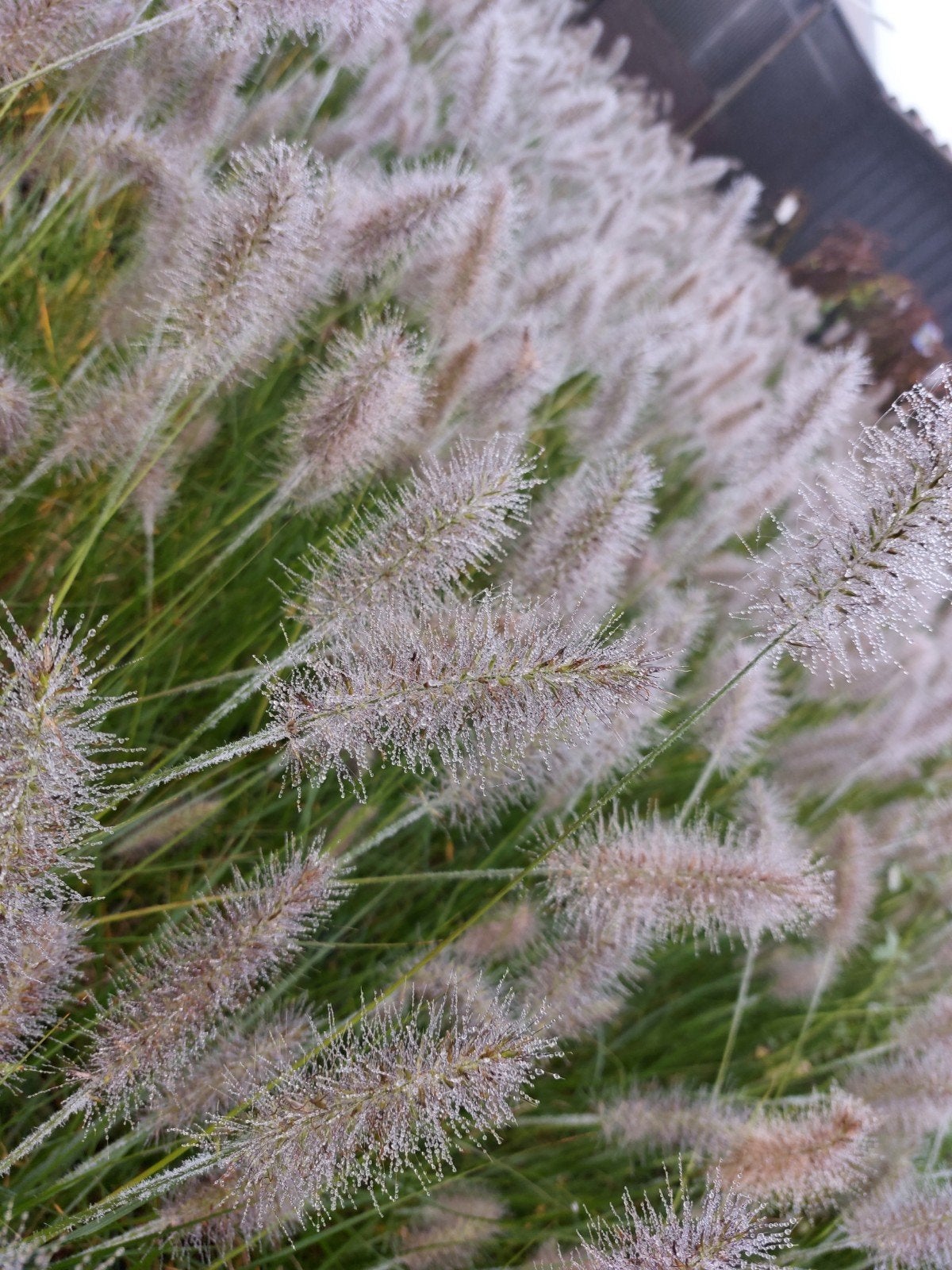 pennisetum hameln of little bunny, Ophalen of Verzenden, Overige soorten, Volle zon