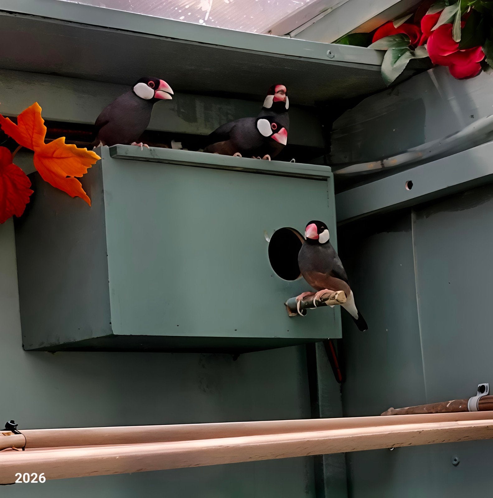 rijstvogel man, Dieren en Toebehoren, Mannelijk, Tropenvogel