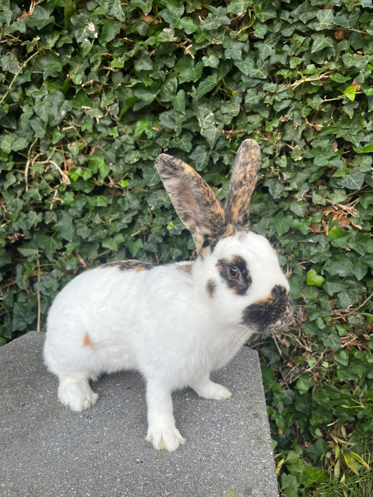 Reinlander koppel, Meerdere dieren, Middelgroot, 0 tot 2 jaar