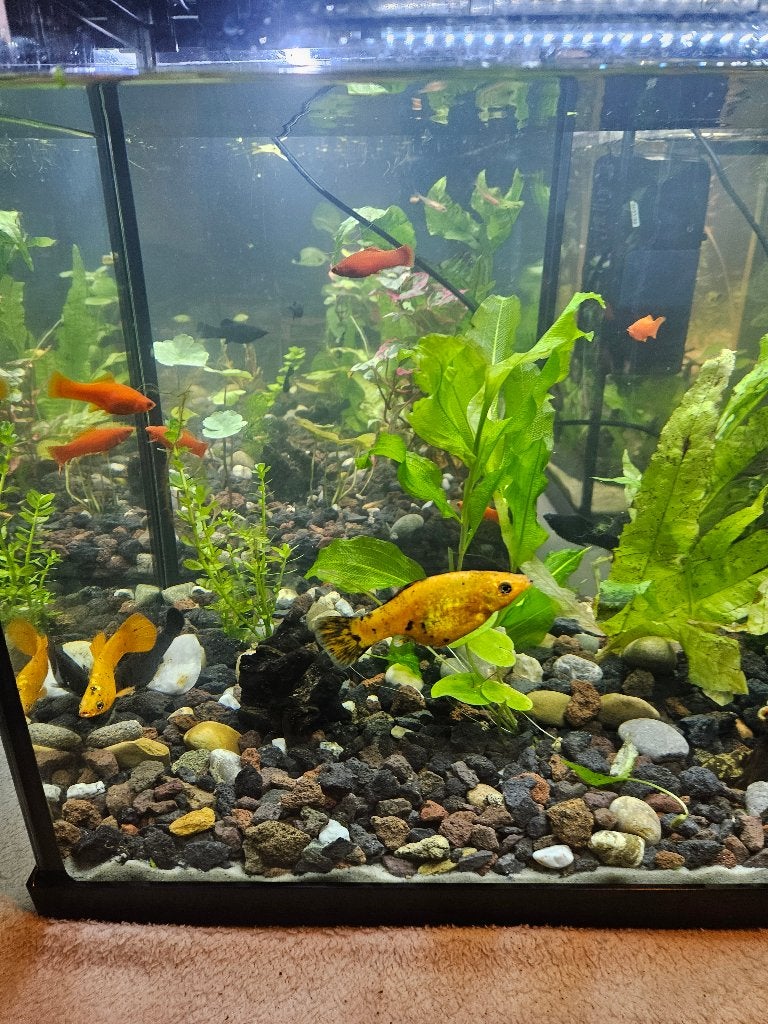 Aquarium superfish, Dieren en Toebehoren, Ophalen of Verzenden, Zo goed als nieuw, Leeg aquarium