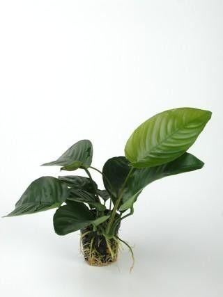 anubias barteri €5,95, ., Overige typen, Nieuw, Ophalen of Verzenden