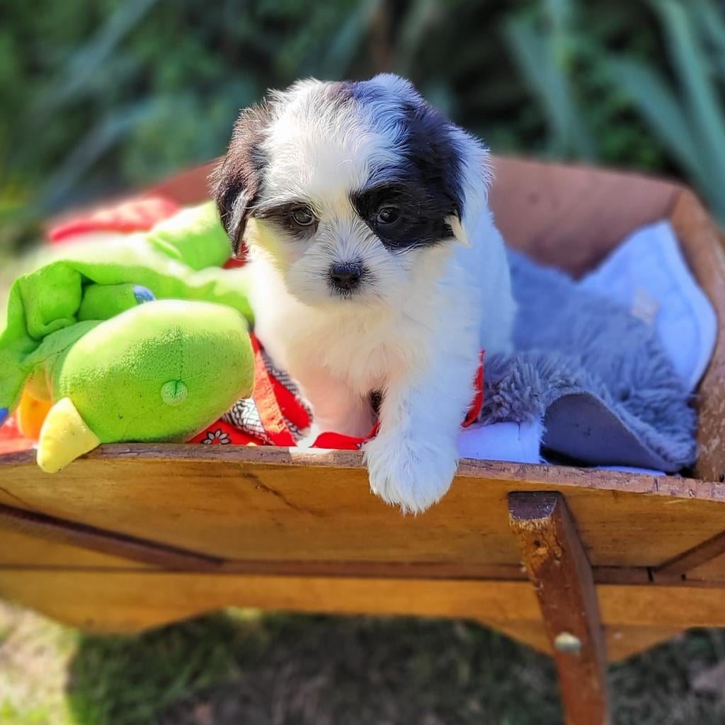 Leuke boomer pups te koop!, Dieren en Toebehoren, Parvo, Overige rassen, 8 tot 15 weken, Meerdere