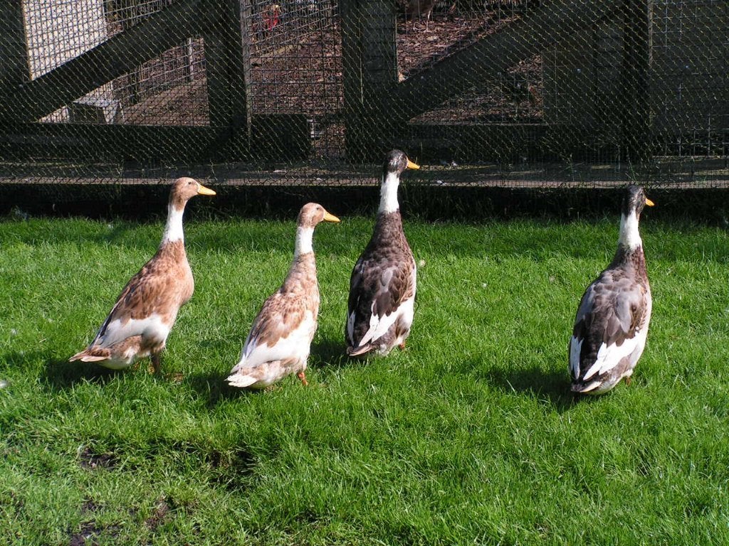Groep Indische loopeenden | Ideaal voor de moestuin, Dieren en Toebehoren, Meerdere dieren, Eend