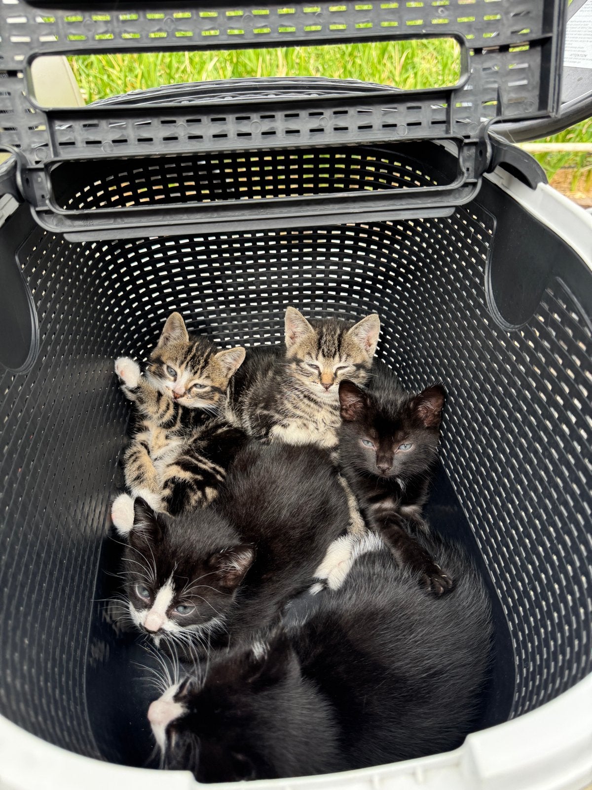Kittens te koop, Meerdere dieren
