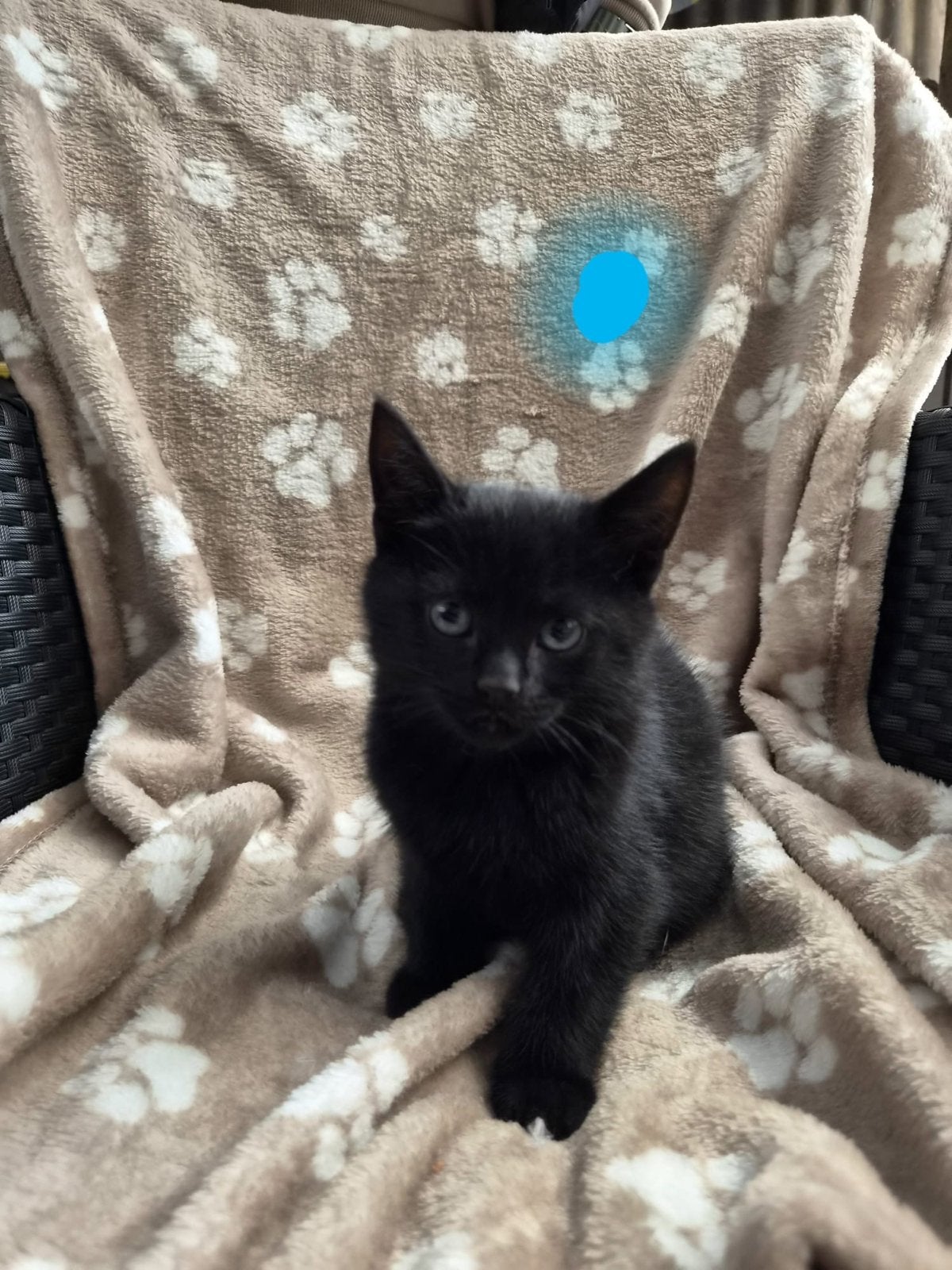 Prachtige kittens te koop, Dieren en Toebehoren, Meerdere dieren, Kortharig, 0 tot 2 jaar