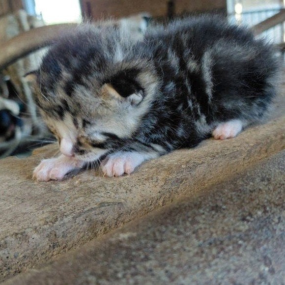 Leuke boerderij kittens, Meerdere dieren, Ontwormd, 0 tot 2 jaar