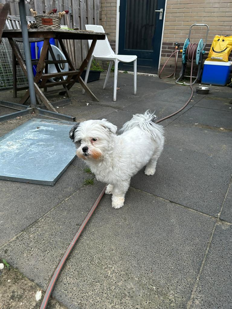 Boomer chitzu, Dieren en Toebehoren, Overige rassen, Teef, Parvo, Eén hond