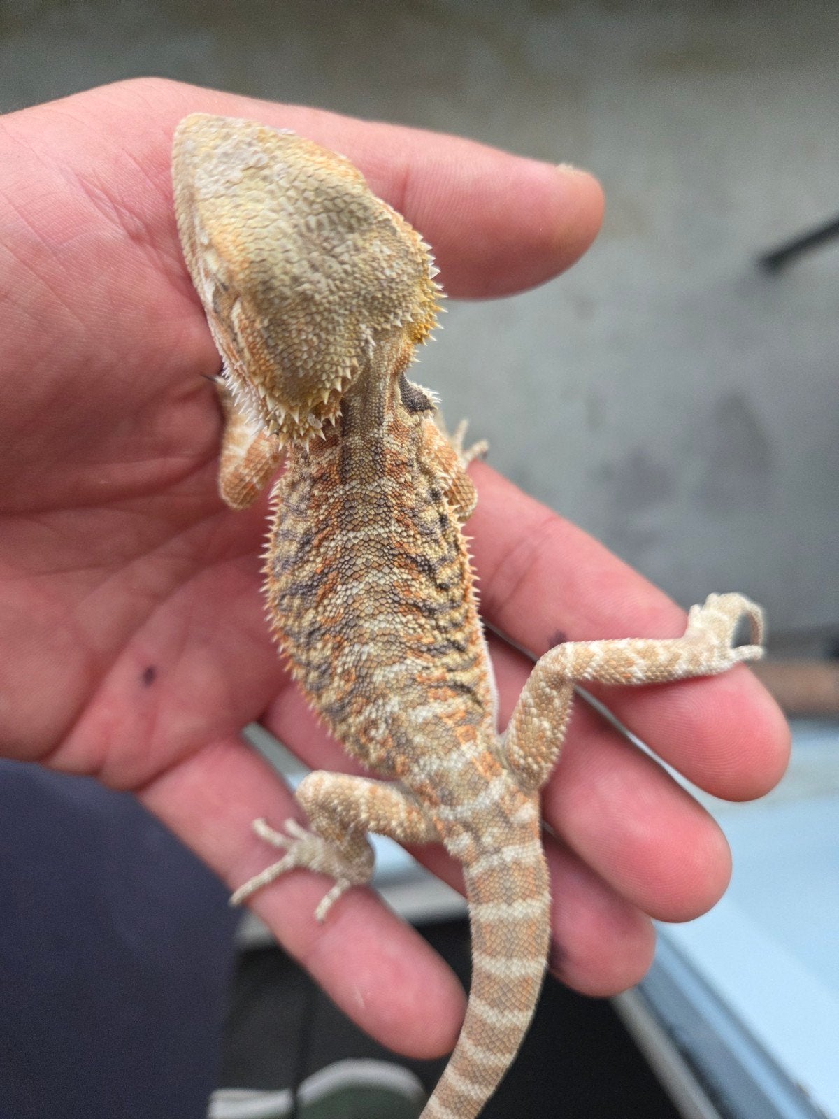 Baardagaam Pogona Vitticeps Red Orange Tiger, Hagedis, Tam, 0 tot 2 jaar
