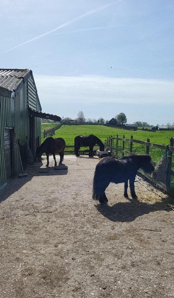 Plekje vrij voor pony op 24/7 buiten met inloop stal