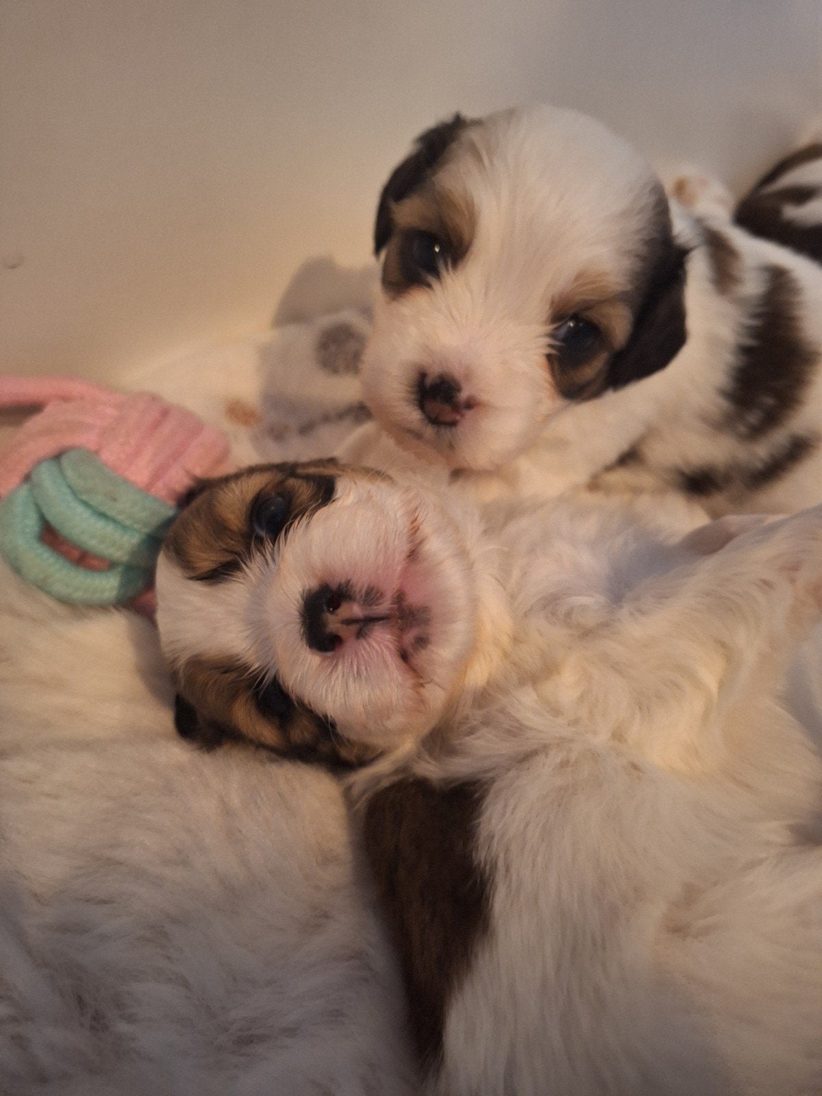 Kooiker pups, Dieren en Toebehoren, 8 tot 15 weken, Meerdere, CDV (hondenziekte), Nederland