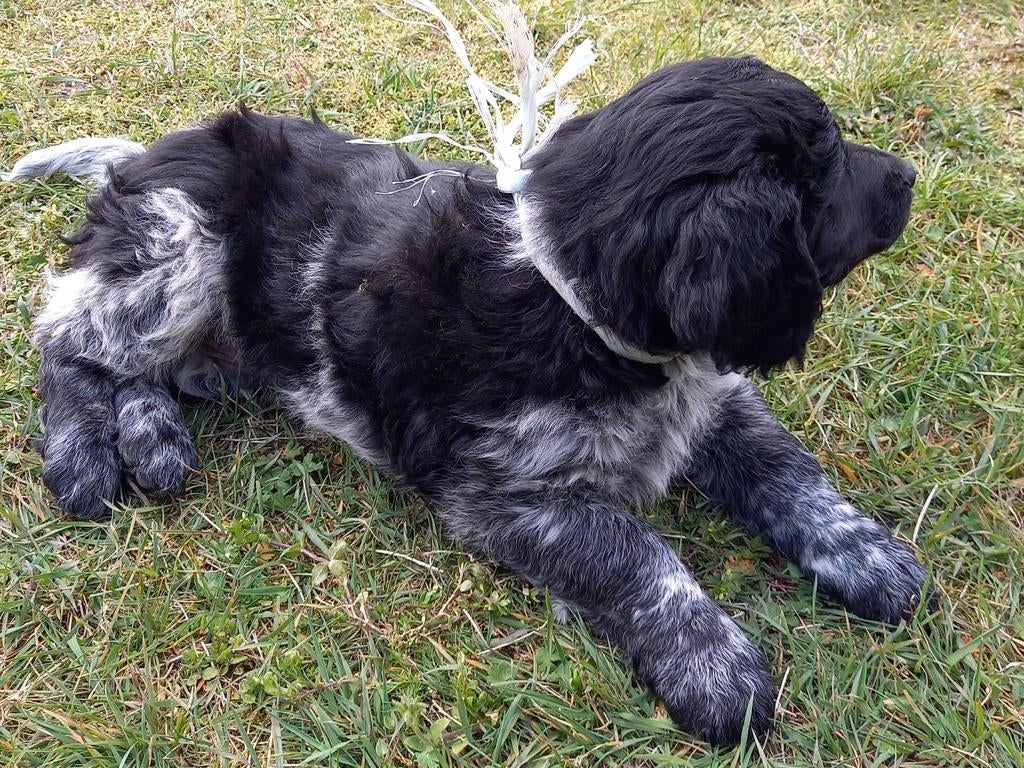 Friese stabij puppy (reutje) te koop, Overige rassen, Meerdere, Meerdere dieren, Nederland