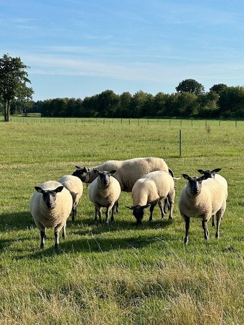 bleu du maine schapen, Vrouwelijk, Schaap, 0 tot 2 jaar