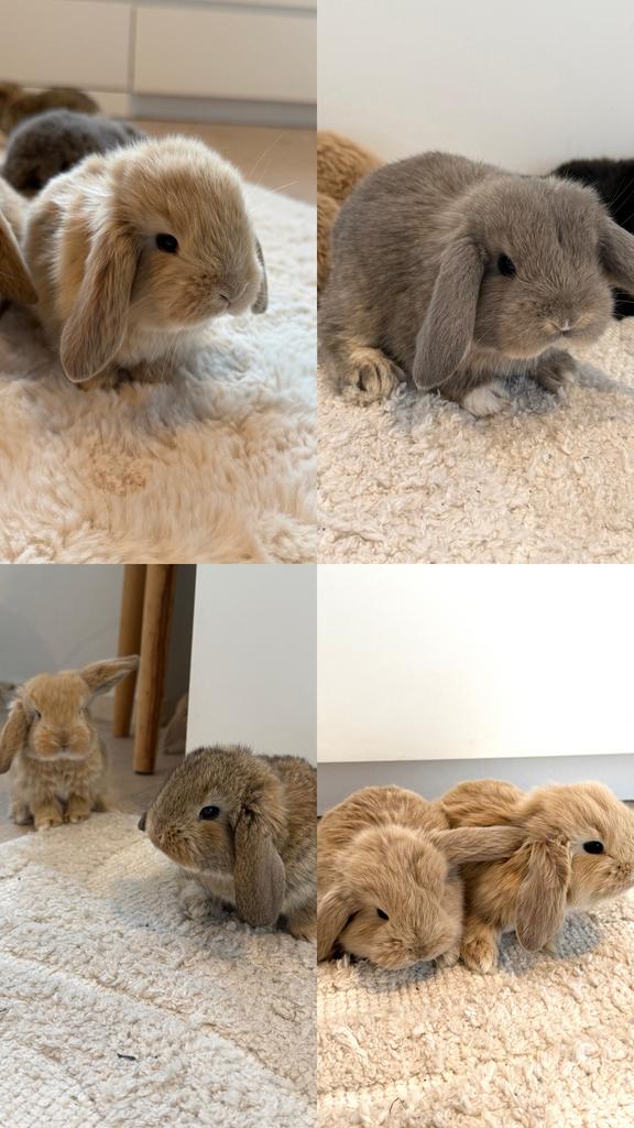 Franse hangoren, Dieren en Toebehoren, Konijnen, Meerdere dieren, Groot