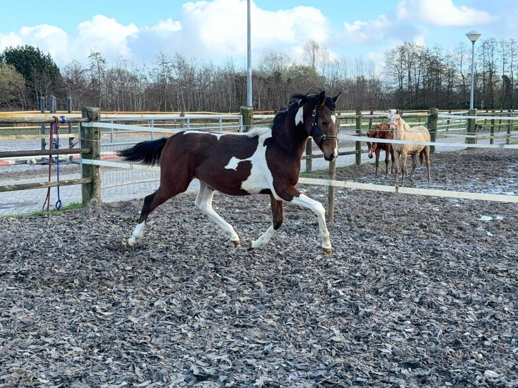 Aparte platenbont dressuur gefokte jaarling hengst, Hengst, Dressuurpaard, Met stamboom, 0 tot 2 jaar