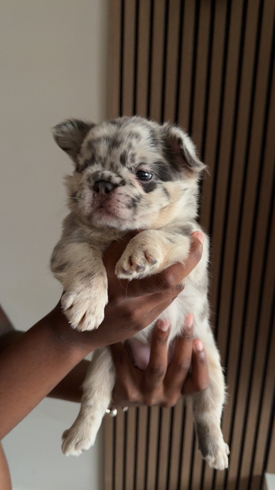 Fluffy Franse Bulldogs! ️, Dieren en Toebehoren, Honden | Bulldogs, Pinschers en Molossers, 8 tot 15 weken, Parvo, Bulldog, Meerdere