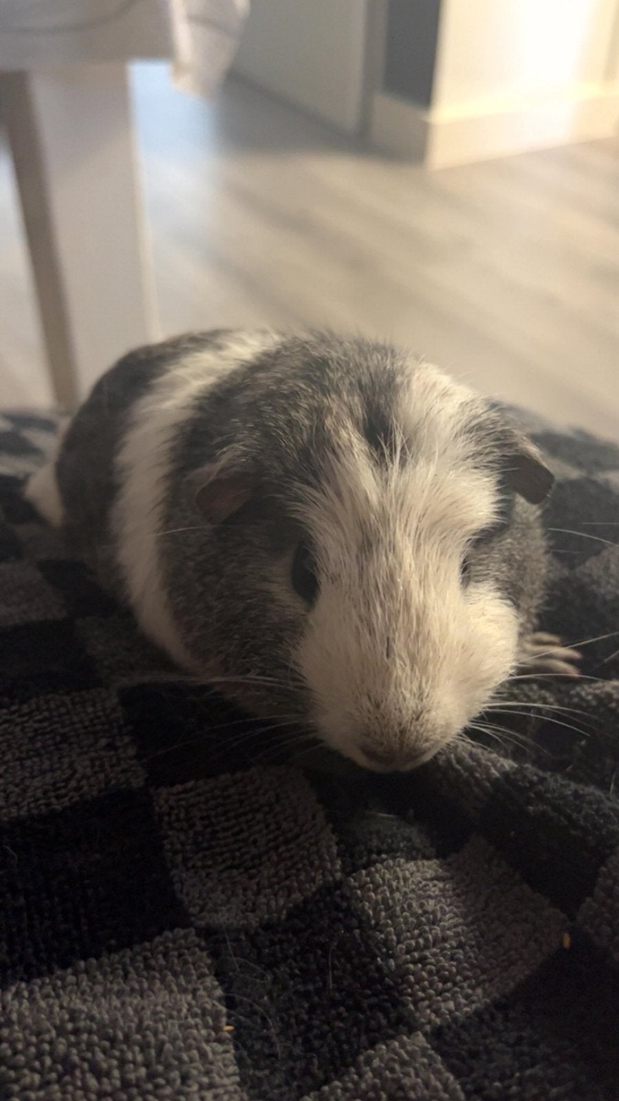 2 super lieve cavias, Dieren en Toebehoren, Knaagdieren, Cavia, Juni, Meerdere dieren, Tam